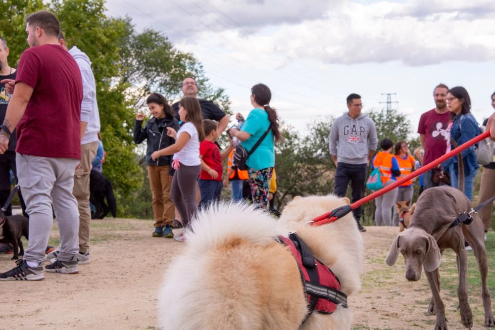IV Ruta canina en Leganes 22-09-2019