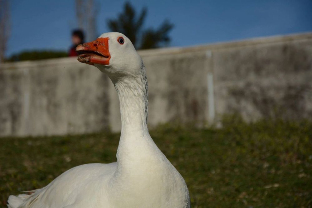 Ocas, patos y carpas en parque polvoranca (Leganes) 18-03-2017
