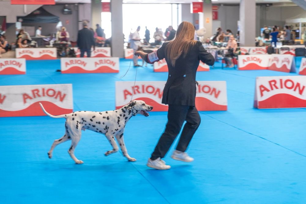 Exposicion canina (ciudad real) 01-06-2024