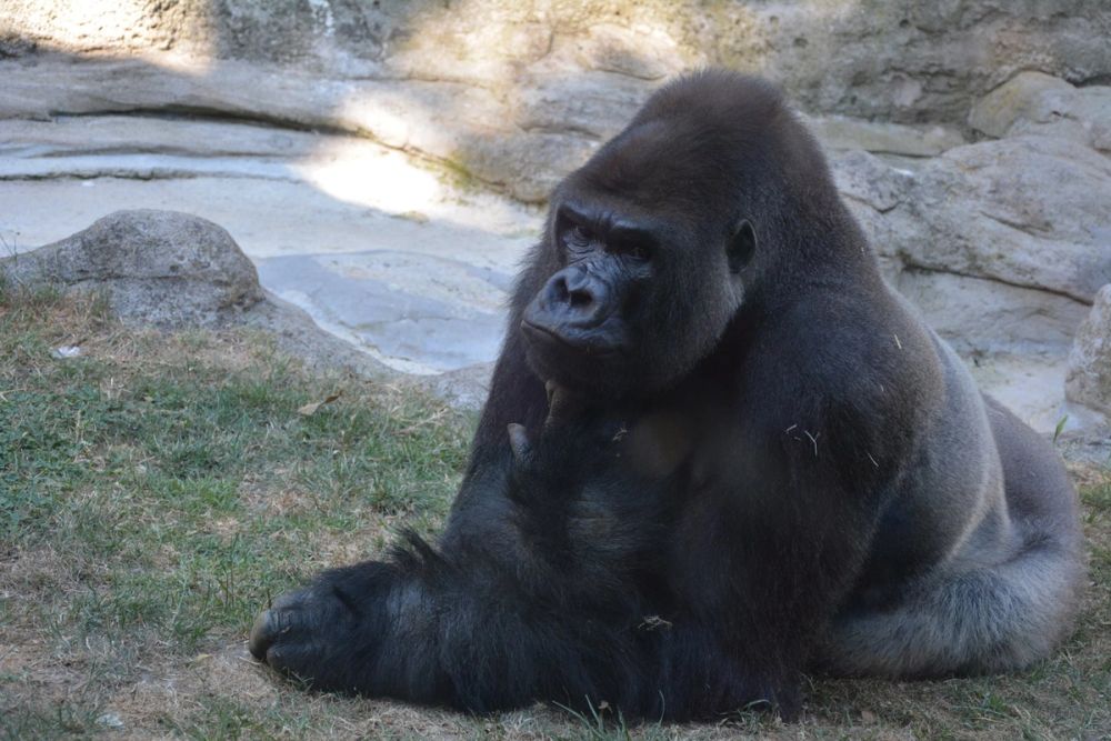 zoo 07-07-2018