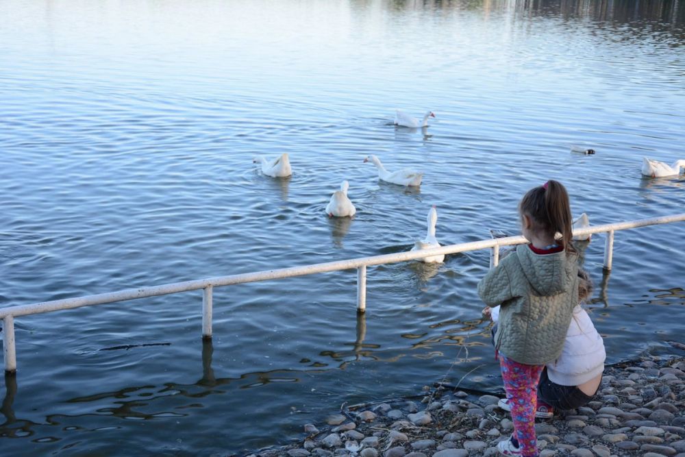 Ocas, patos y carpas en parque polvoranca (Leganes) 18-03-2017