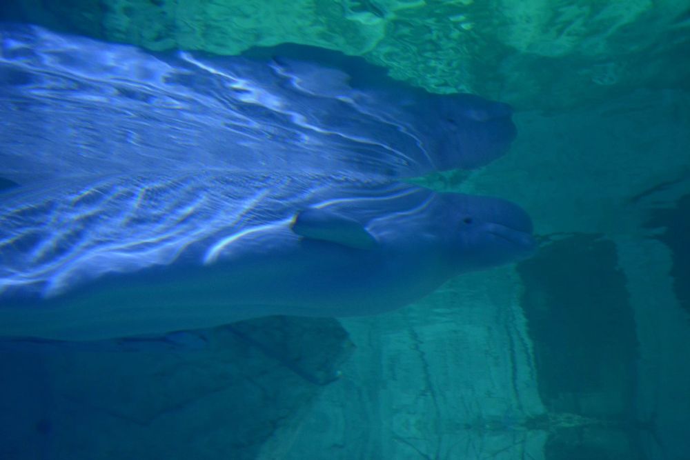 Oceanografic 2022