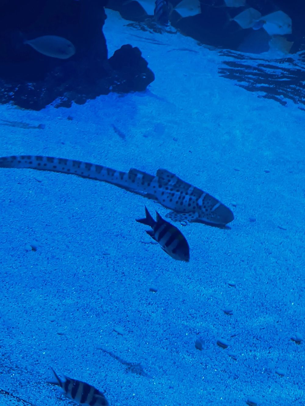 Atlantus aquarium Xanadu 05-08-2023