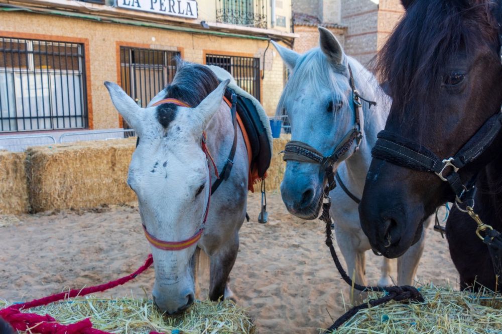 Espectaculo Carrera de caballos (Torrijos) 26-03-2023