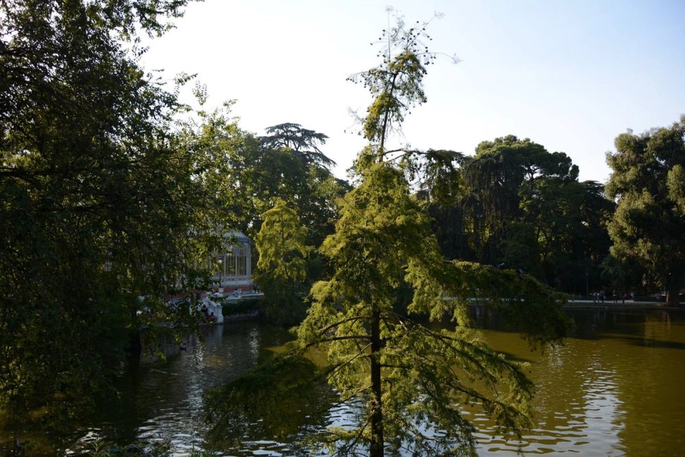 Parque del Retiro (Madrid) 18-08-2017