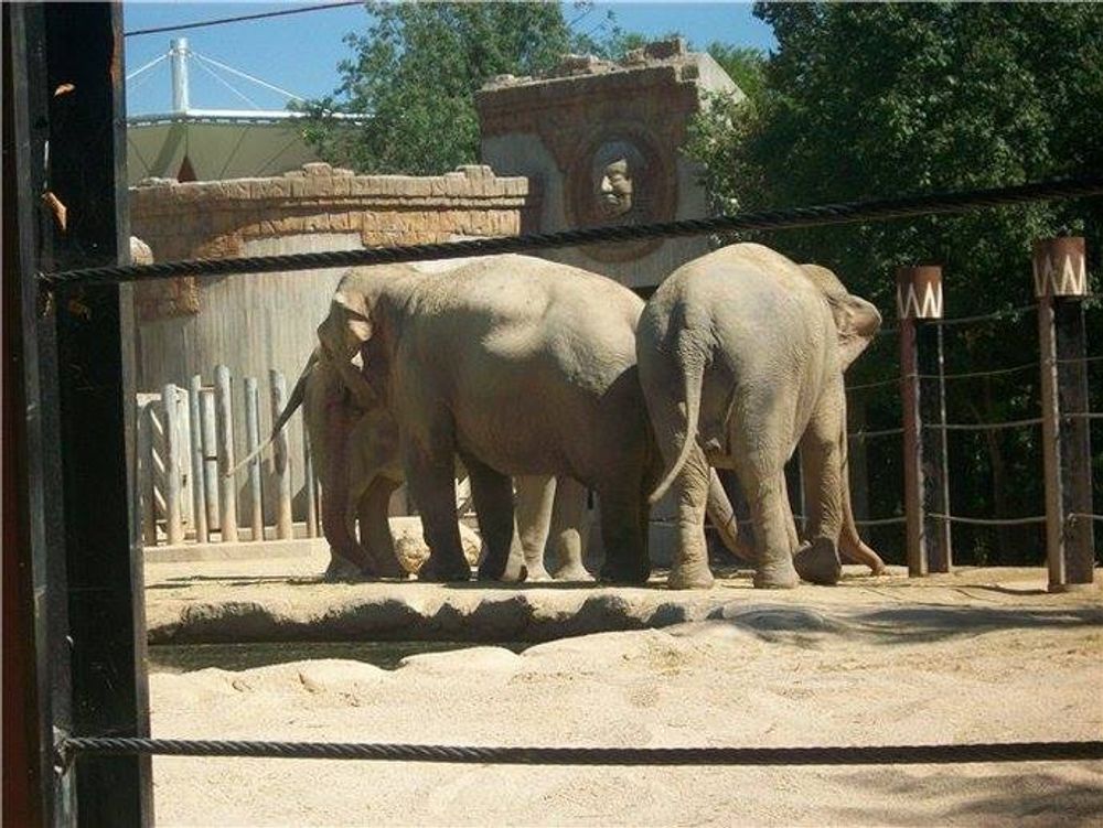 zoo 2010