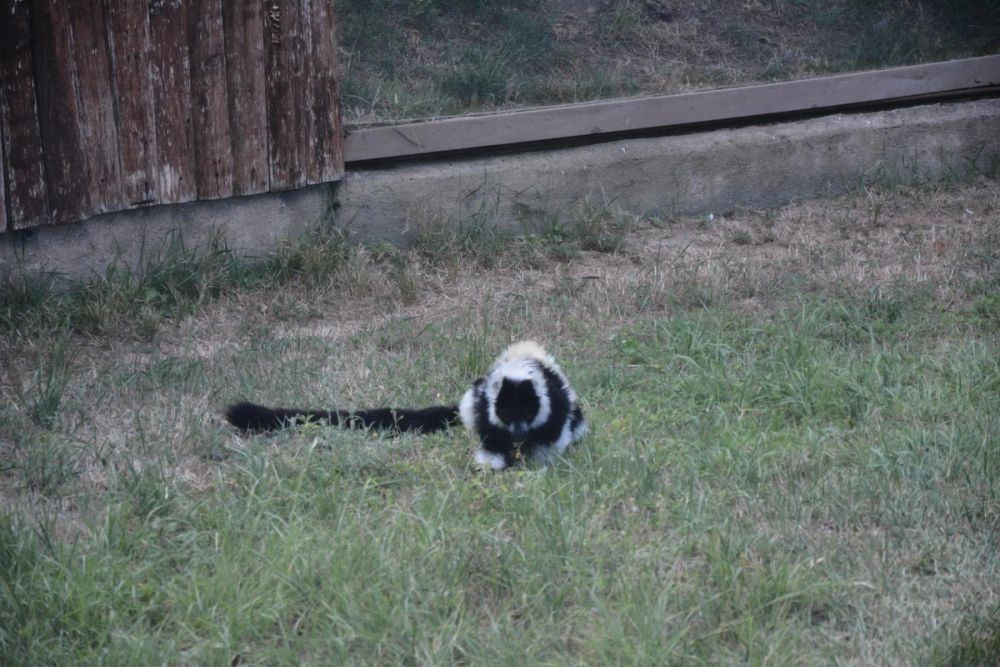 zoo 07-07-2018