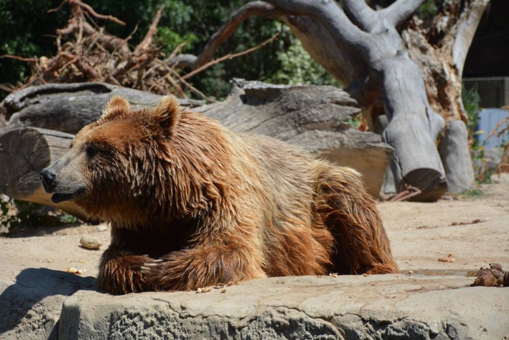 zoo 07-07-2018