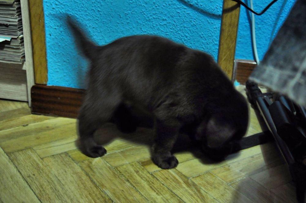 baby Conan