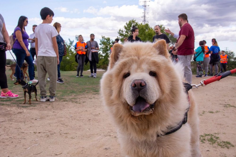 IV Ruta canina en Leganes 22-09-2019