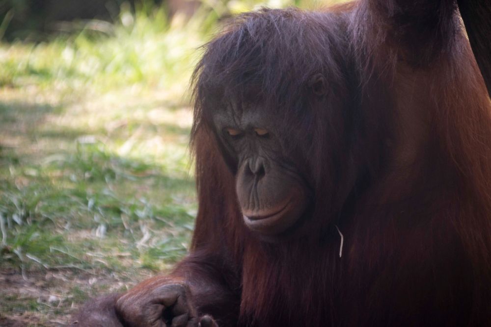 Zoo 29-07-2026
