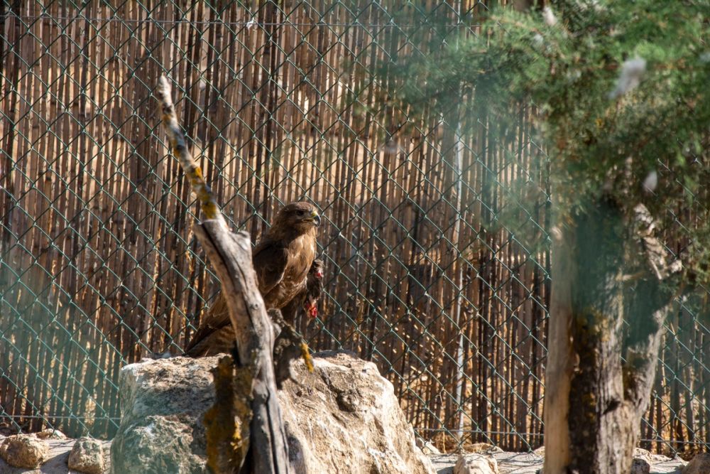 Zoo de Lillo 03-09-2022