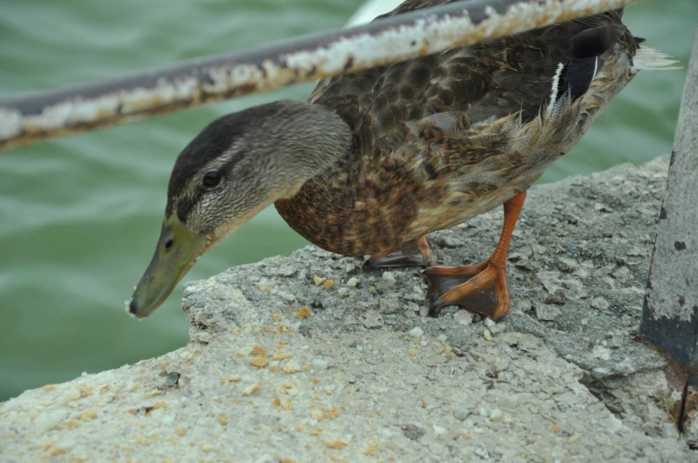 Ocas y patos en parque polvoranca (Leganes) 30-08-2014