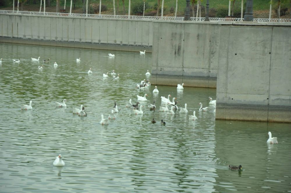 Ocas y patos en parque polvoranca (Leganes) 30-08-2014