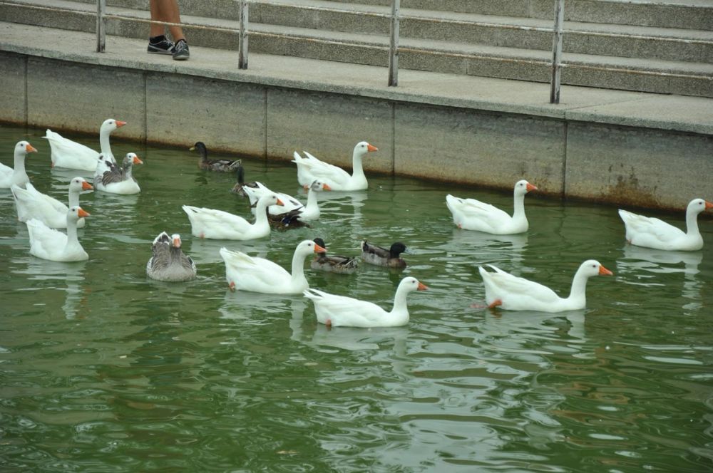 Ocas y patos en parque polvoranca (Leganes) 30-08-2014