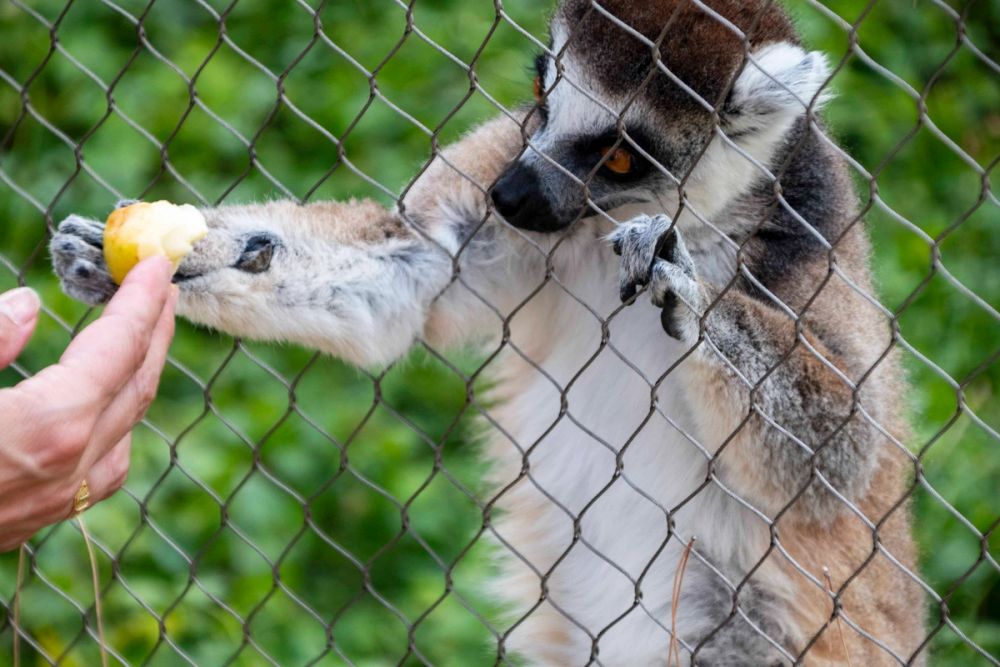 Zoo 29-07-2026