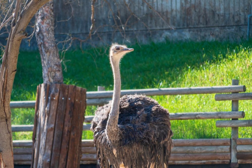 Zoo 17-08-2024