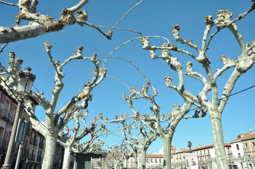 Alcala De Henares 24-01-2016