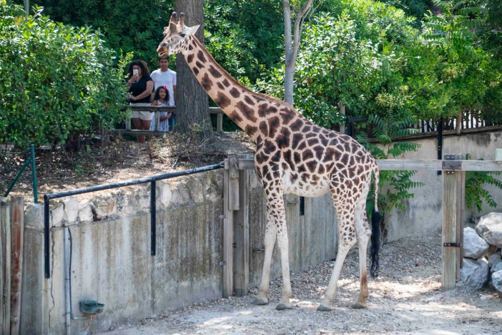 Zoo 29-07-2026