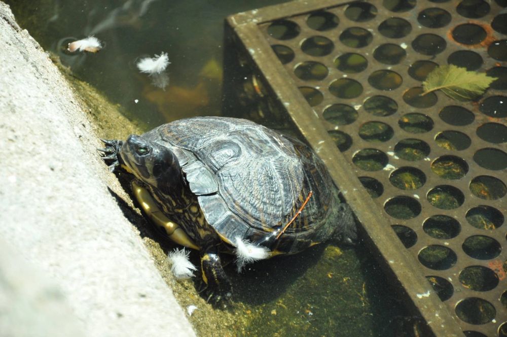 Parque del Retiro (Madrid) 30-05-2015