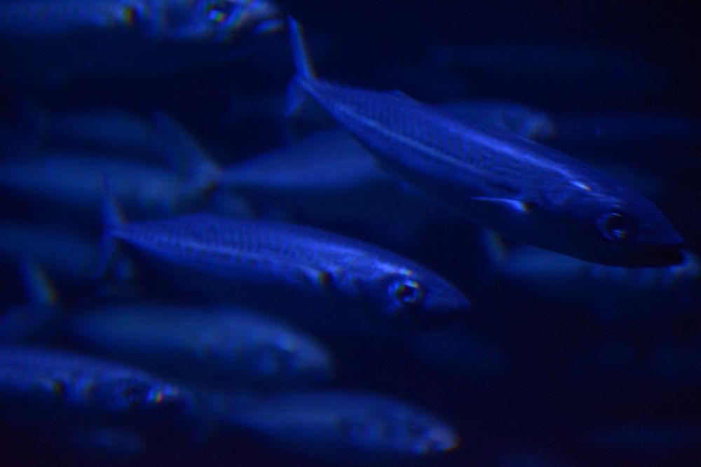 Oceanografic 2022