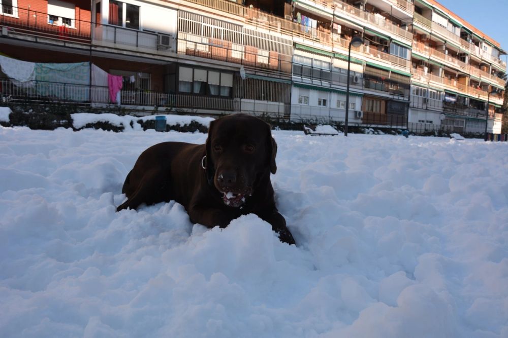 Conan en la nieve (leganes) 2021