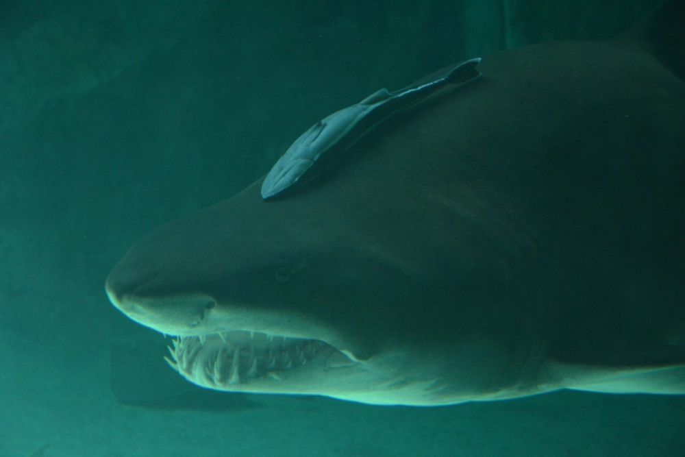 zoo 07-07-2018