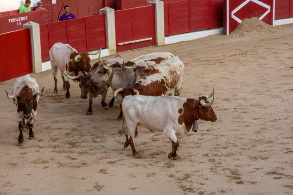 Toros en Colmenar Viejo 22-08-2019