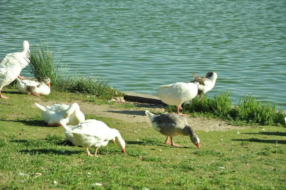 Ocas y patos en parque polvoranca (Leganes) 28-05-2015