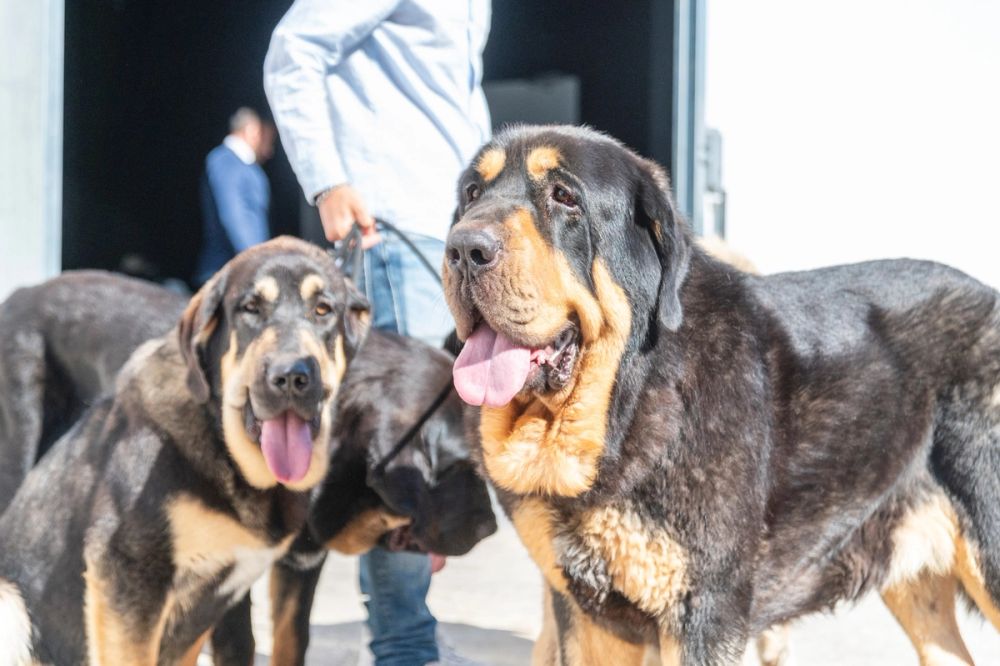 Perretes de la Exposicion canina (ciudad real) 02-06-2024