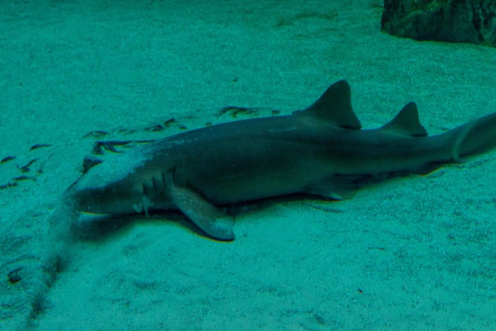 Zoo 17-08-2024