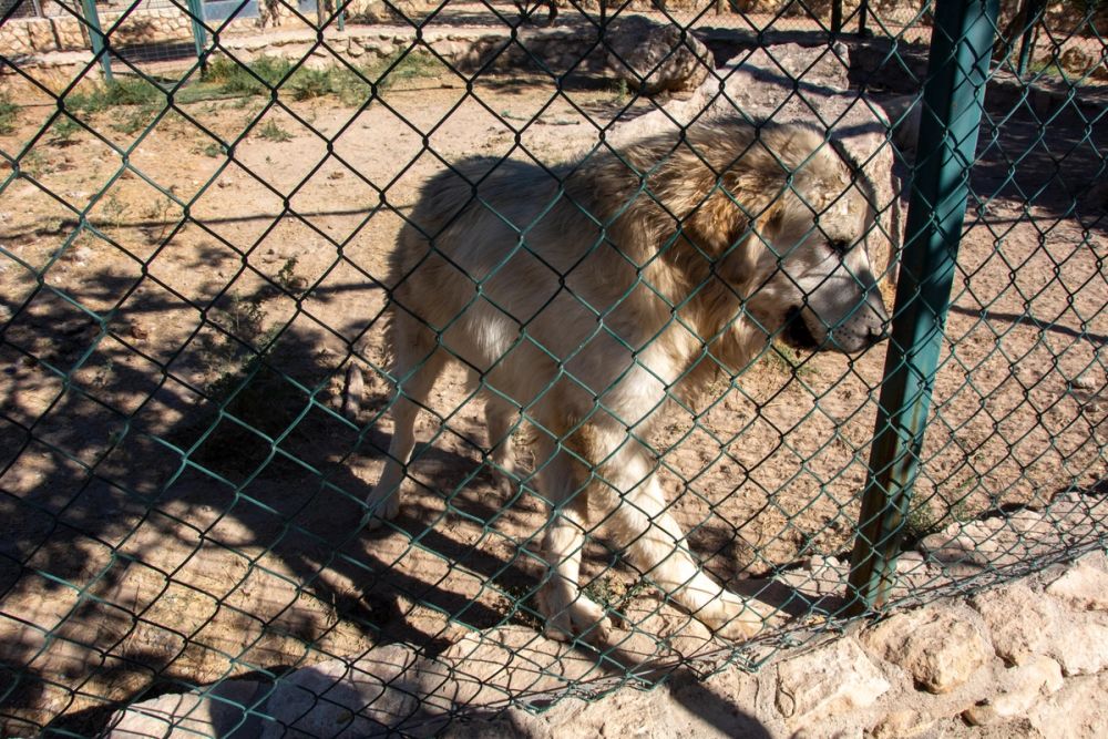 Zoo de Lillo 03-09-2022