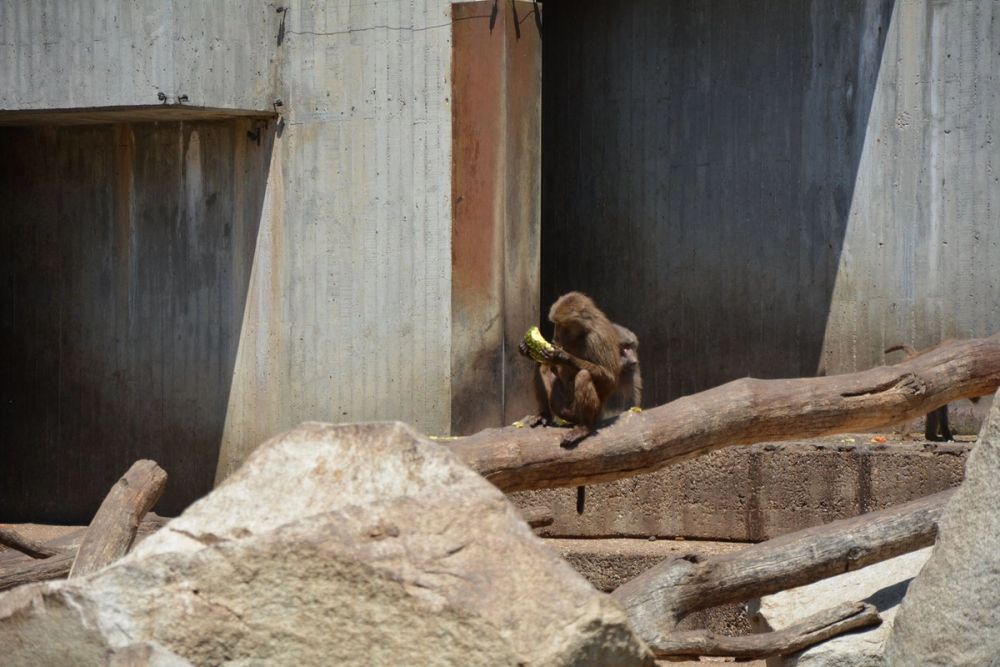 zoo 07-07-2018