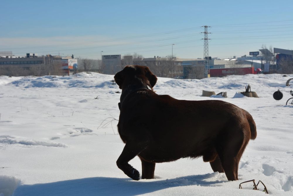 Conan en la nieve (leganes) 2021