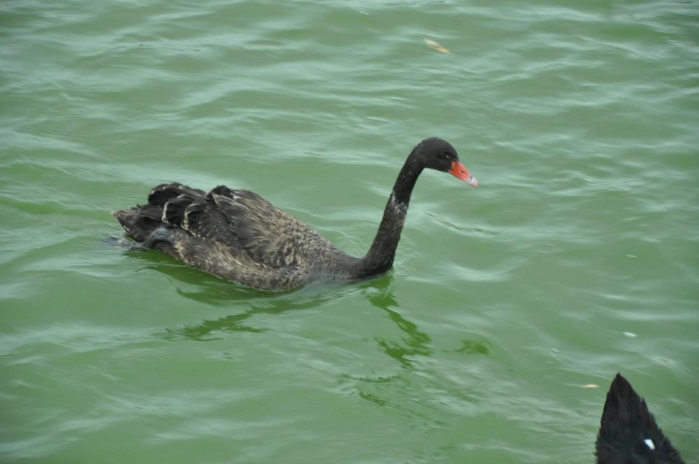 Ocas y patos en parque polvoranca (Leganes) 30-08-2014