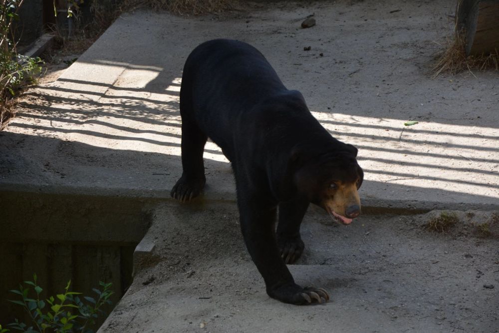 zoo 07-07-2018