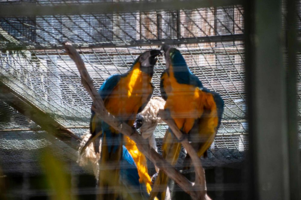 Zoo 29-07-2026