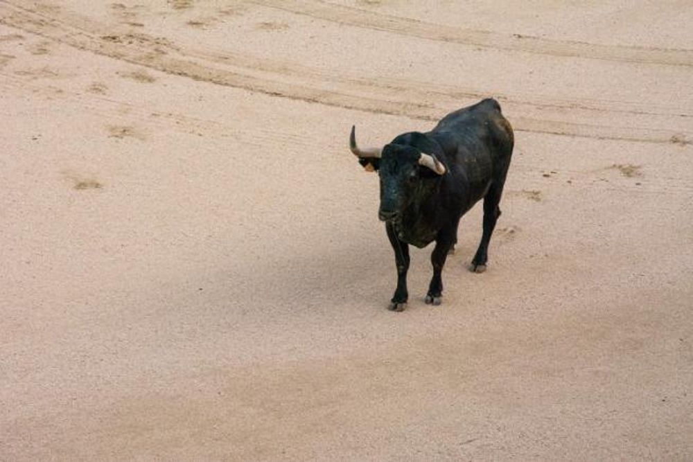 Toros en Colmenar Viejo 22-08-2019