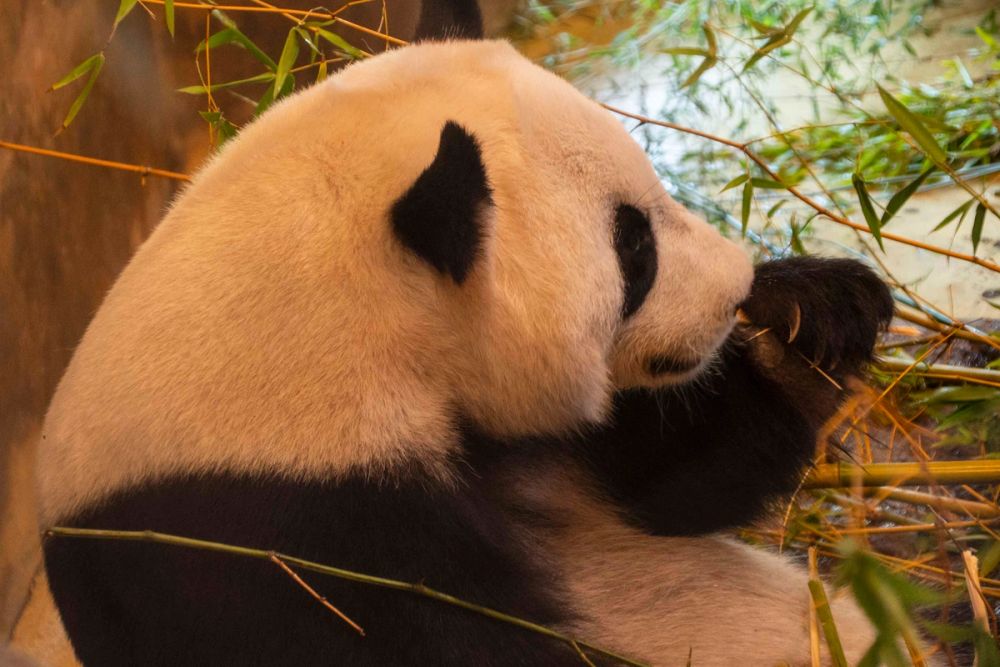 Zoo 29-07-2026