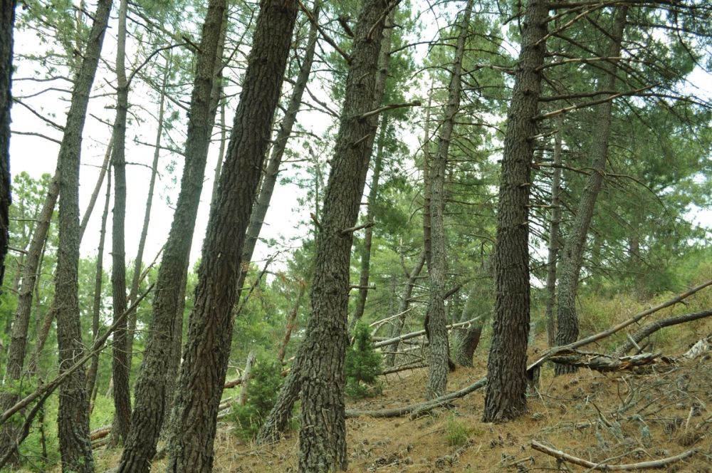 Berrecil de la sierra 10-07-2013