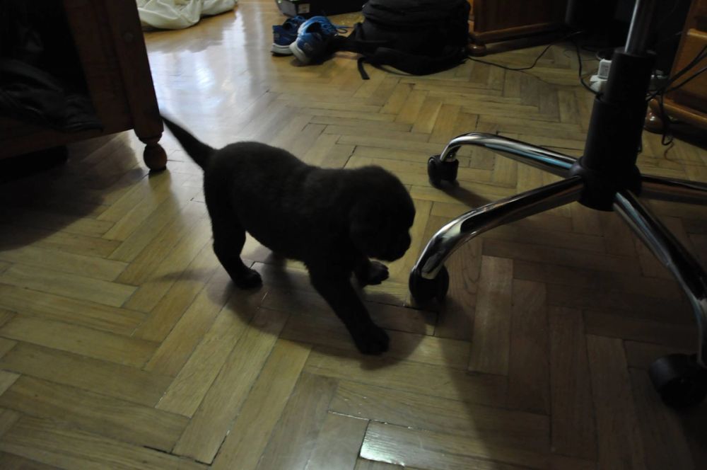 baby Conan