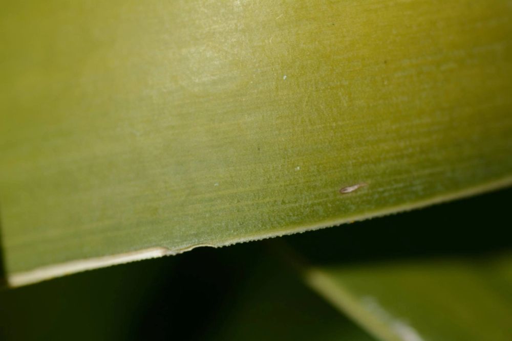 Fotografia Macro 2018