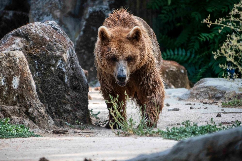 Zoo 29-07-2026