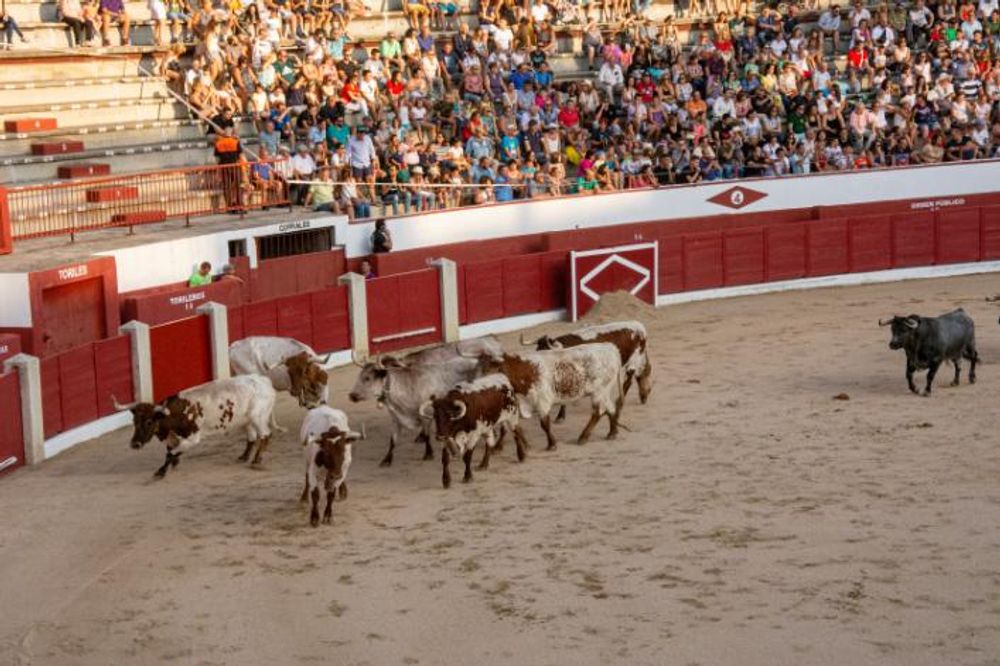 Toros en Colmenar Viejo 22-08-2019