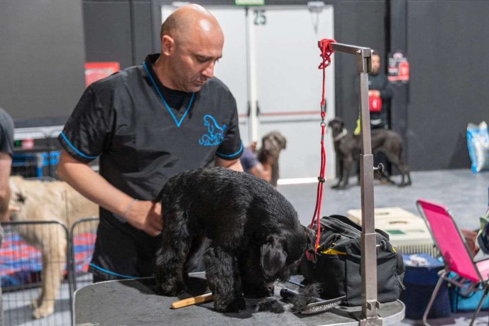 Exposicion canina (ciudad real) 02-06-2024