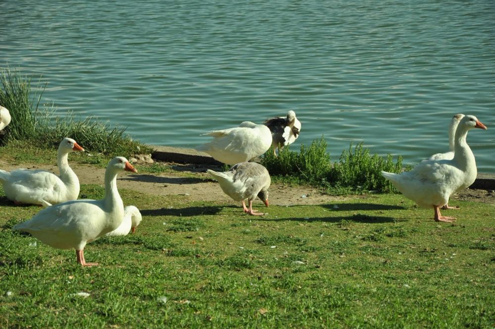 Ocas y patos en parque polvoranca (Leganes) 28-05-2015