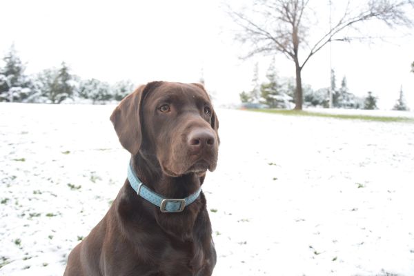 Choco