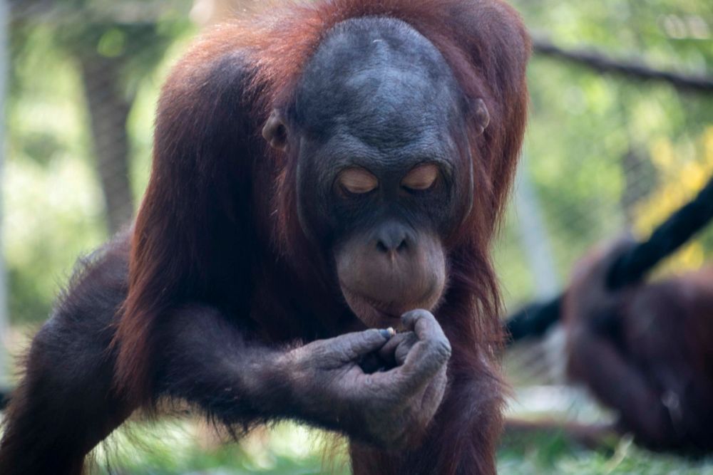 Zoo 29-07-2026