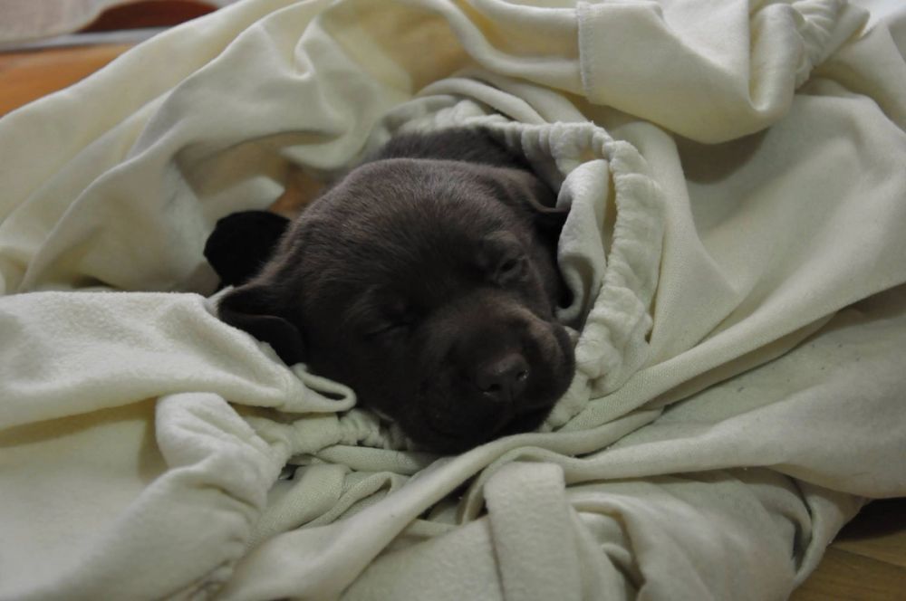 baby Conan