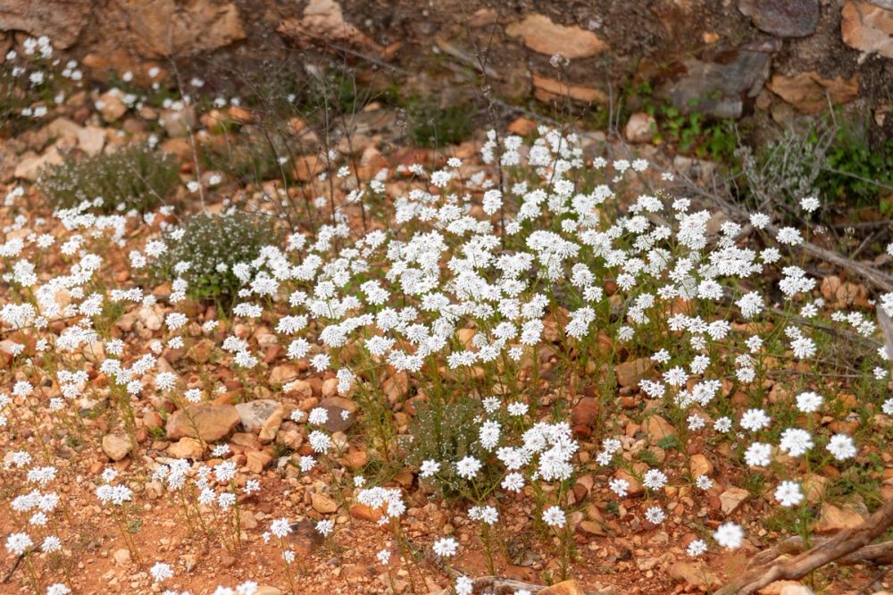 Sierra de Corral de Almaguer 03-05-2025